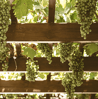 Cata de Vinos Exclusivos